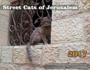 My 2017 Cat Calendar Is Out! Street Cats of Jerusalem