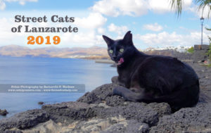 Street Cats of Lanzarote 2019 Calendar is out!